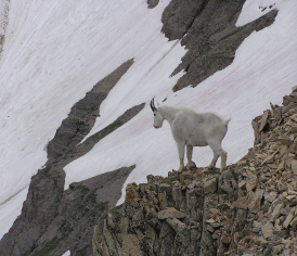 Timp Goat